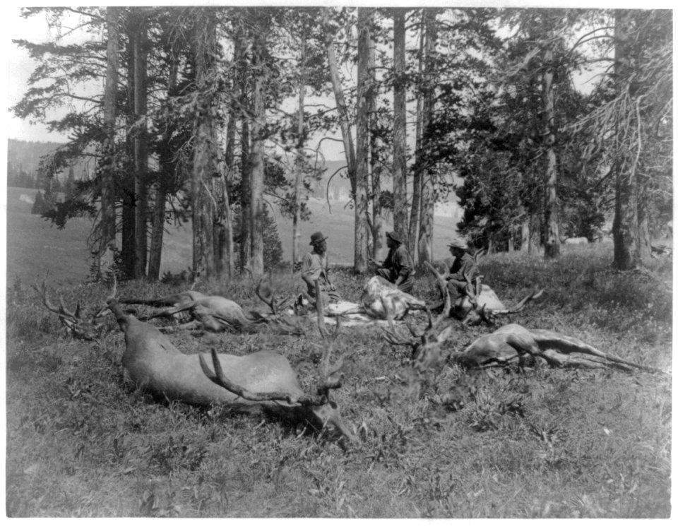 3 hunters with 6 dead elk, Yellowstone Park LCCN2016648964