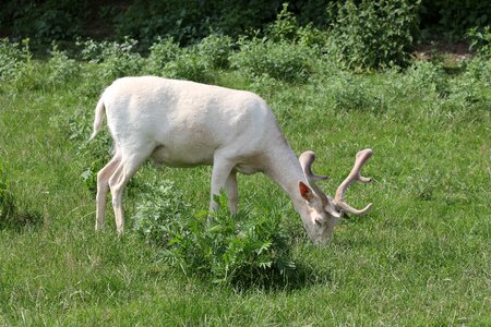 Fallow deer rarity grass photo