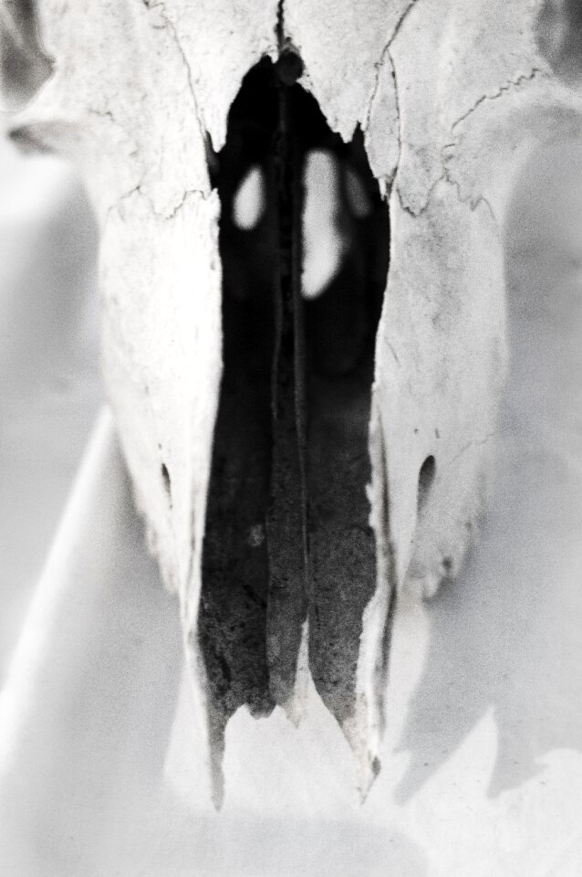 Skull chipped gray skull