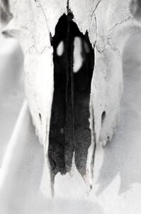 Skull chipped gray skull photo