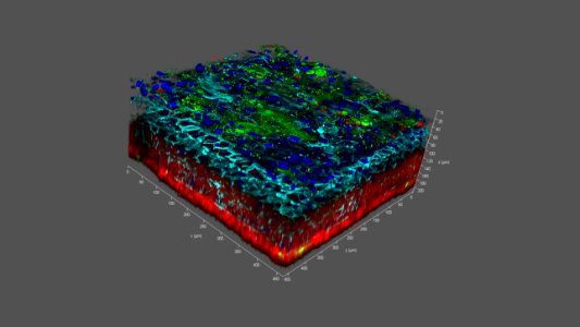 3-D Image of Bioprinted Skin Tissue (28746740398)