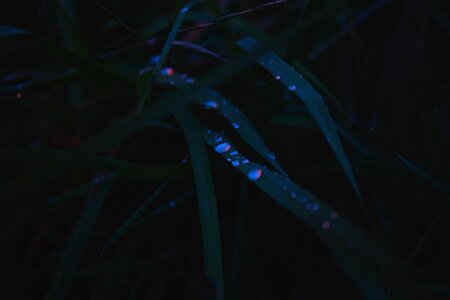 Bright dew droplet photo