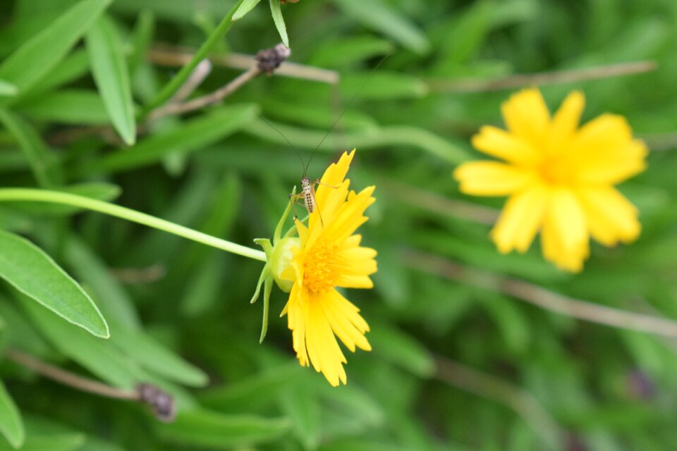 Spring floral summer