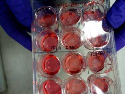 3-D Printed Eye Tissue (34100509955)