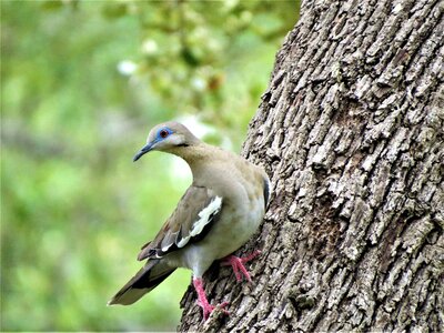 Dove tree wildlife photo