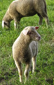 Flock of sheep domestic sheep animals