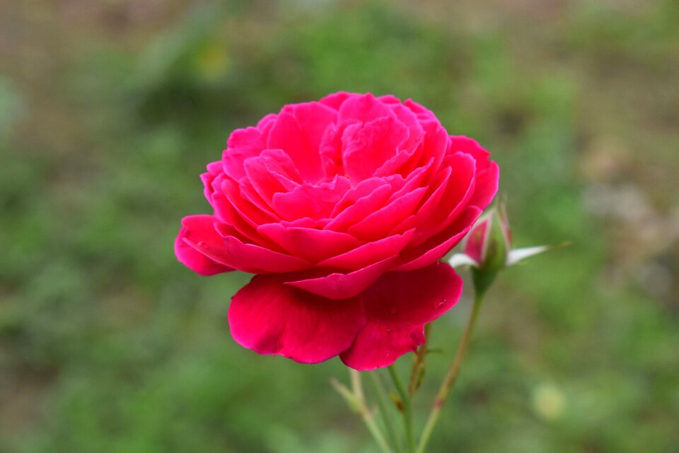 Nature petal romance