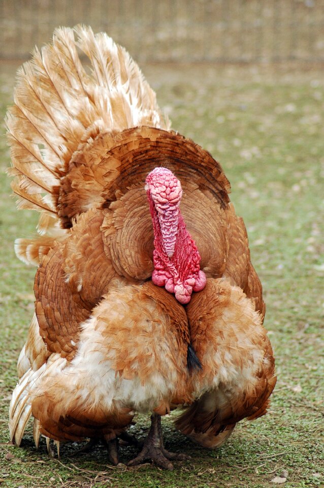 Bird farm animal
