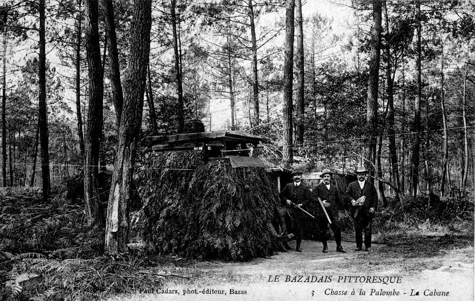 33 Bazas Chasse à la palombe