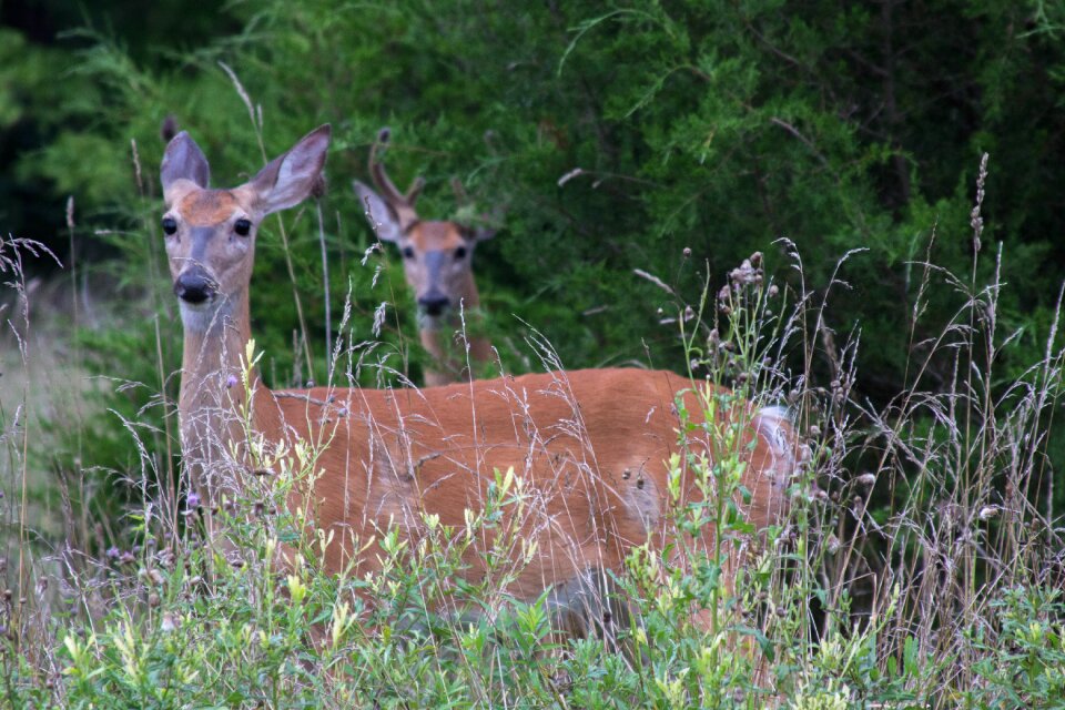 Animal outside nature