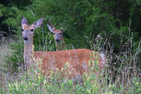 Animal outside nature