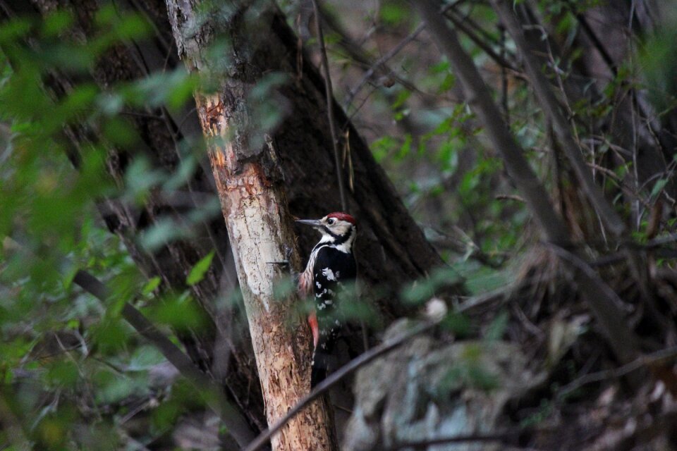Outdoors woodpecker mountain