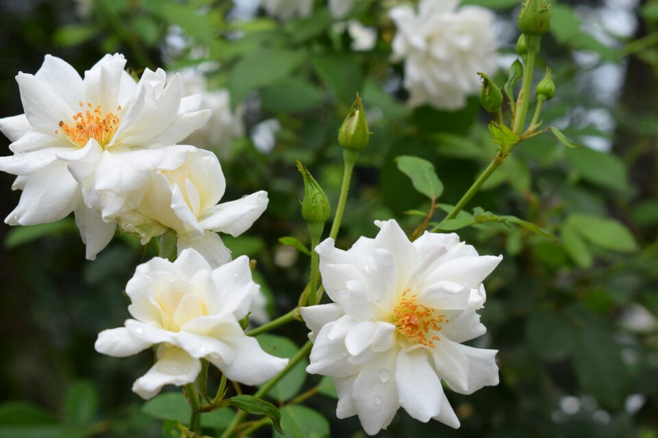 Floral blossom white