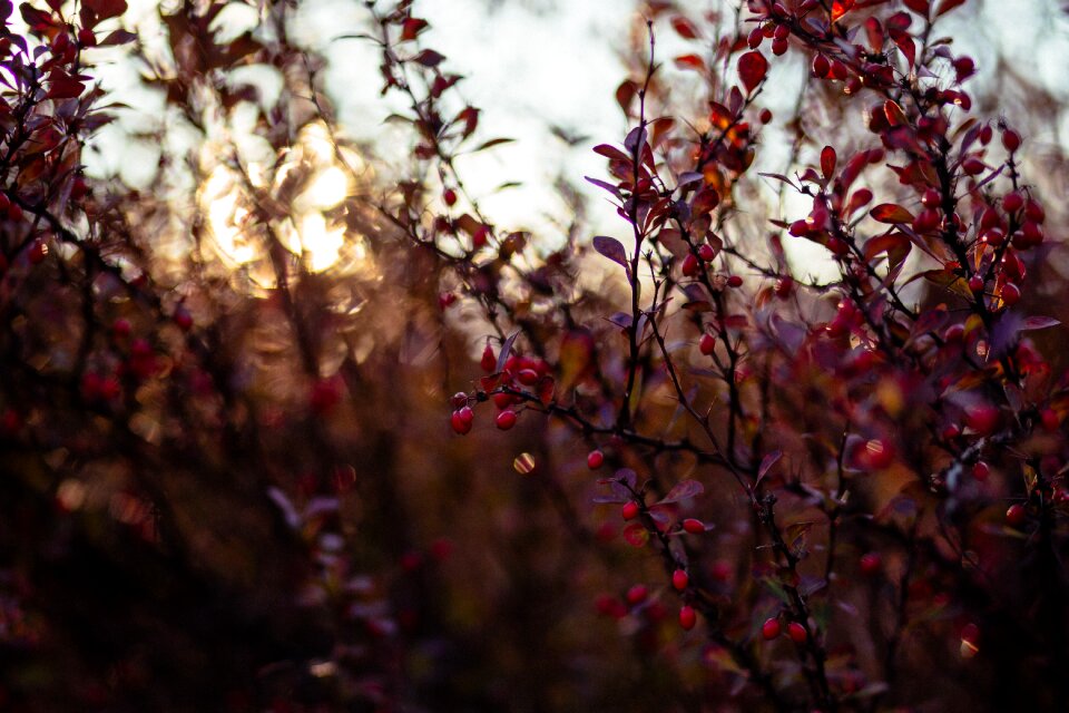 Berberis branch bright