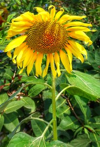 Flora summer flower