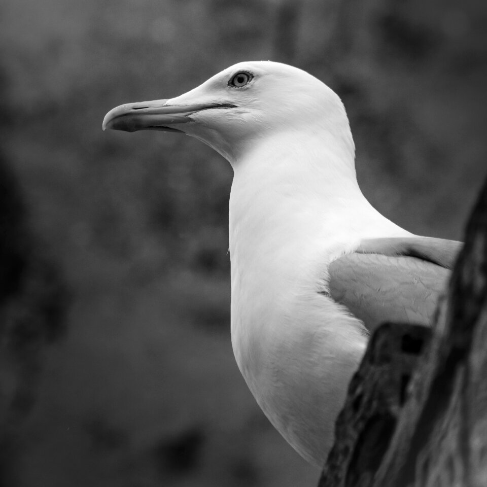 Seagull animal bird