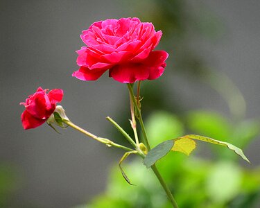 Nature petal romance