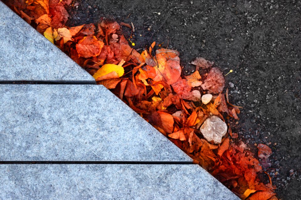 Yellow fall orange