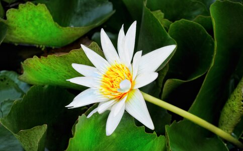 Lotus pond flora photo