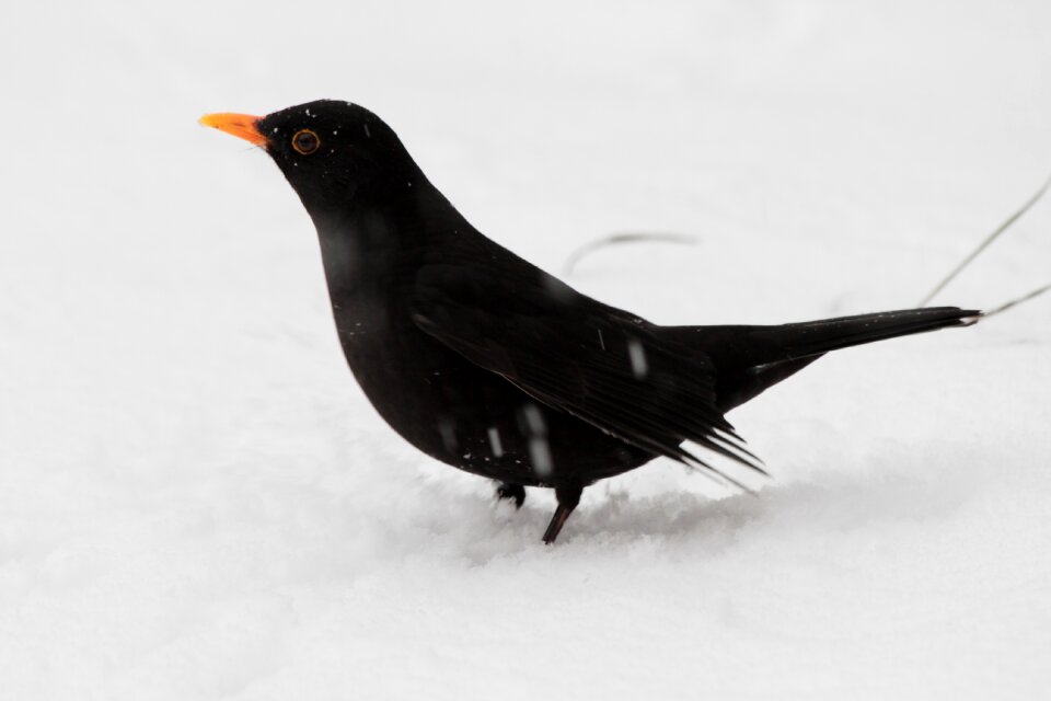 Feather winter blackbird
