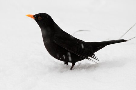 Feather winter blackbird photo