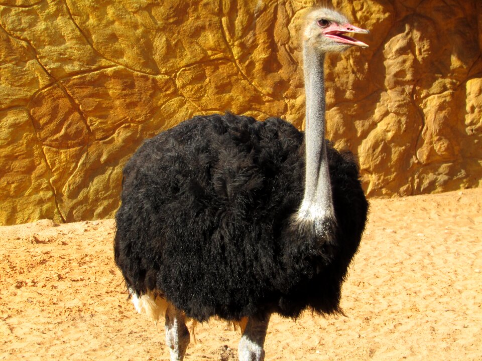 Nature land animal profile