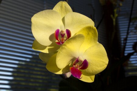 Plant houseplant blossom