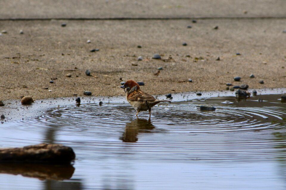 Wild birds pond bathing