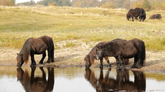Horses nature animal