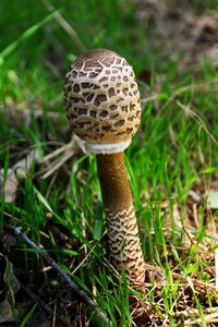 Macrolepiota mushroom forest photo