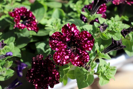 Garden leaf floral