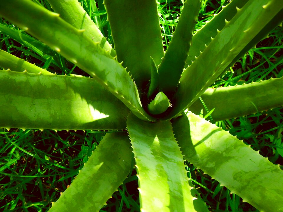 Sábila plant health