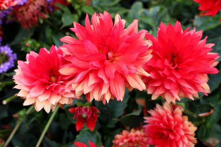 Nature floral plant