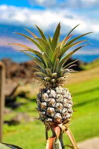 Plant food summer
