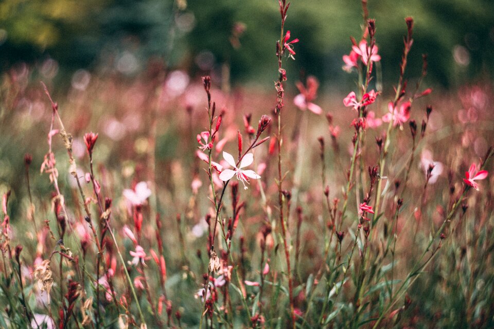 Bokeh color colour