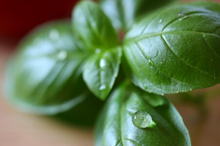 Leaf plant nature