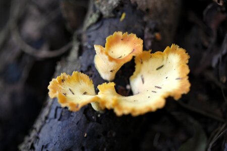 Outdoors flora mushroom