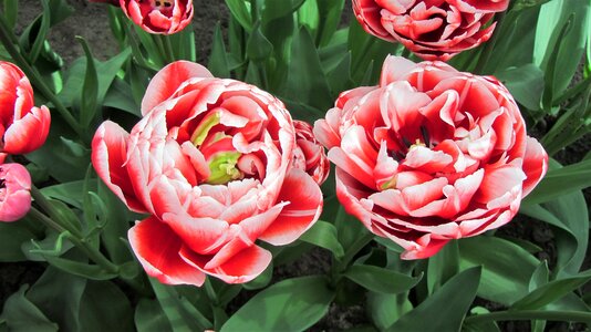 Netherlands spring bulbs