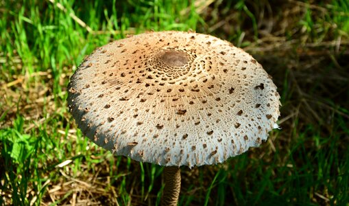 Macrolepiota mushroom forest photo