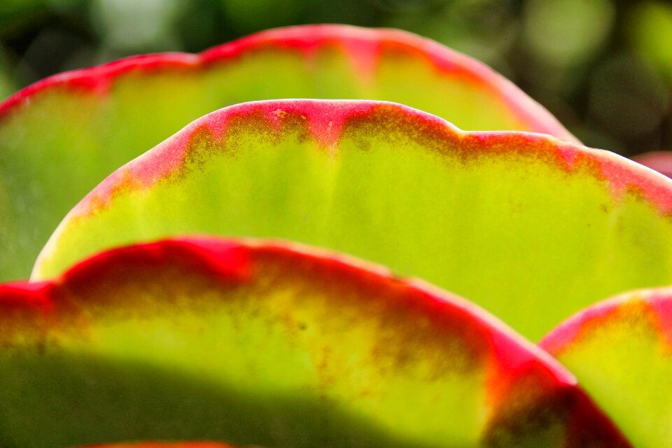 Tropical color nature