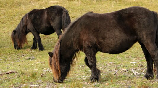 Horses nature animal