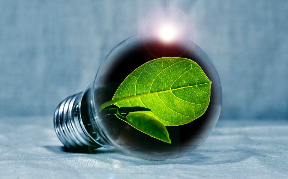 Green leaf green light