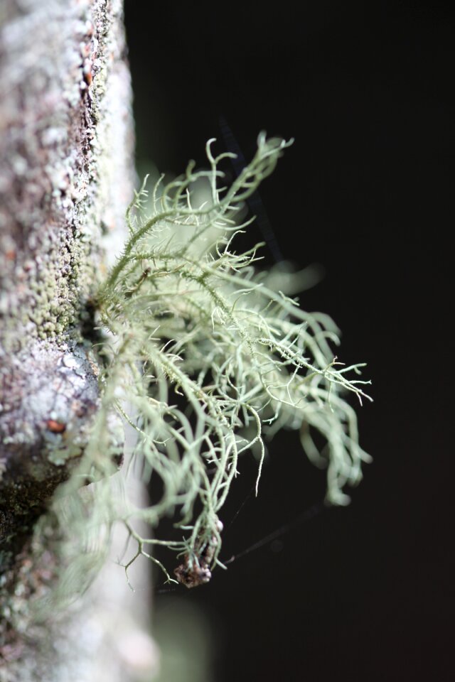 Frost moss forest
