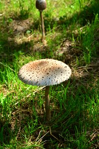 Macrolepiota mushroom forest