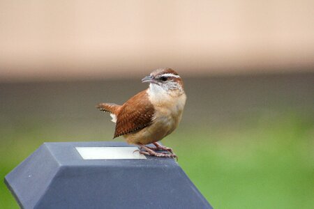 Bird nature wren