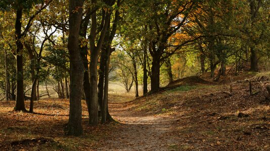 Autumn tree path photo