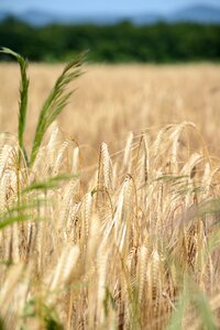 Agriculture nature farm photo