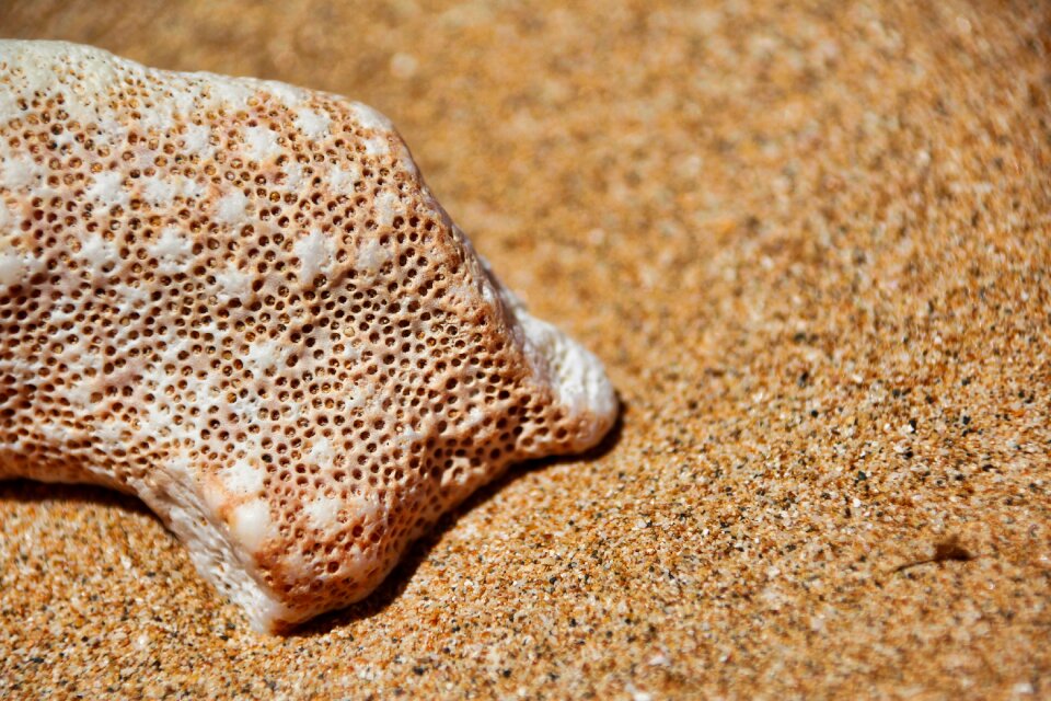 Beach animal background