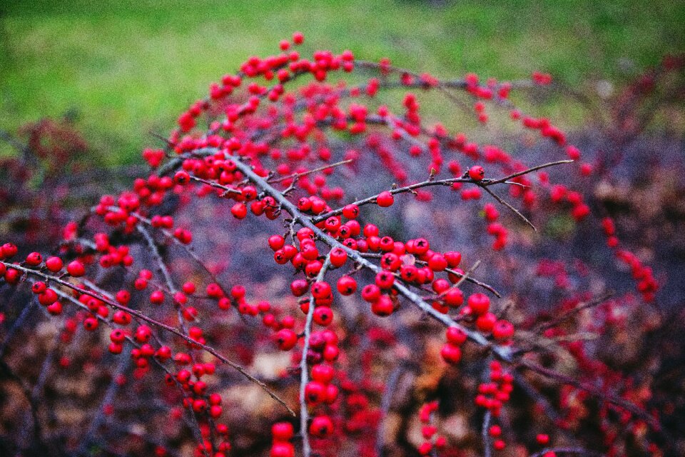 Fall green mountain ash