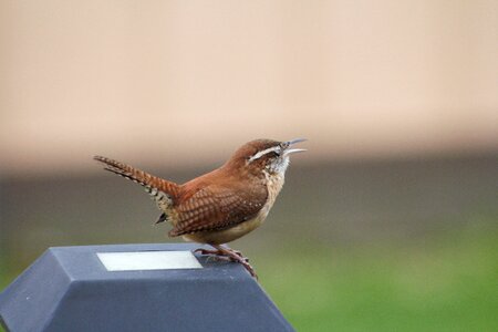 Bird animal wren